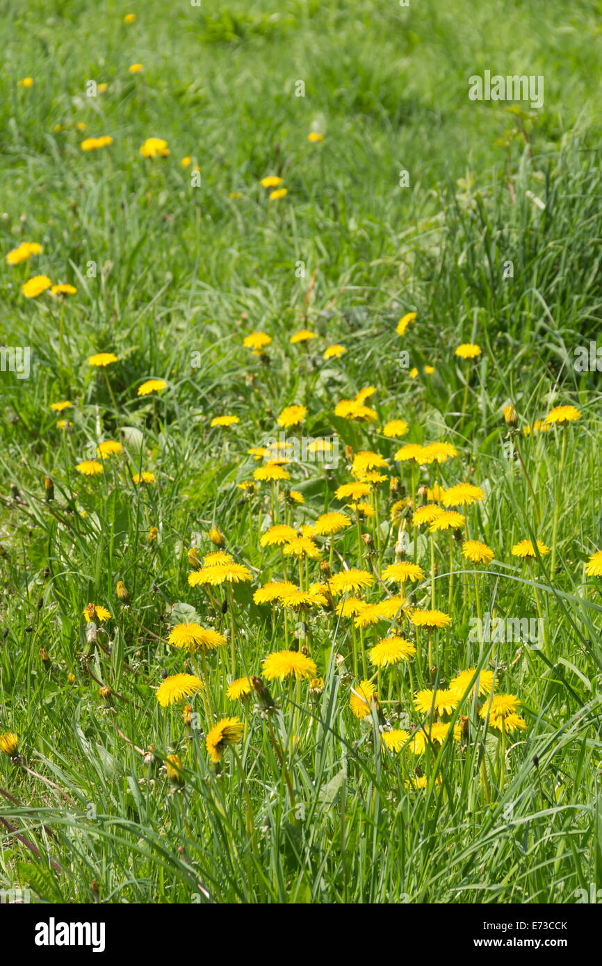 Ein Abschnitt eines Feldes von Löwenzahn (Taraxacum Officinale) wächst üppig grüne Gras in England. Stockfoto