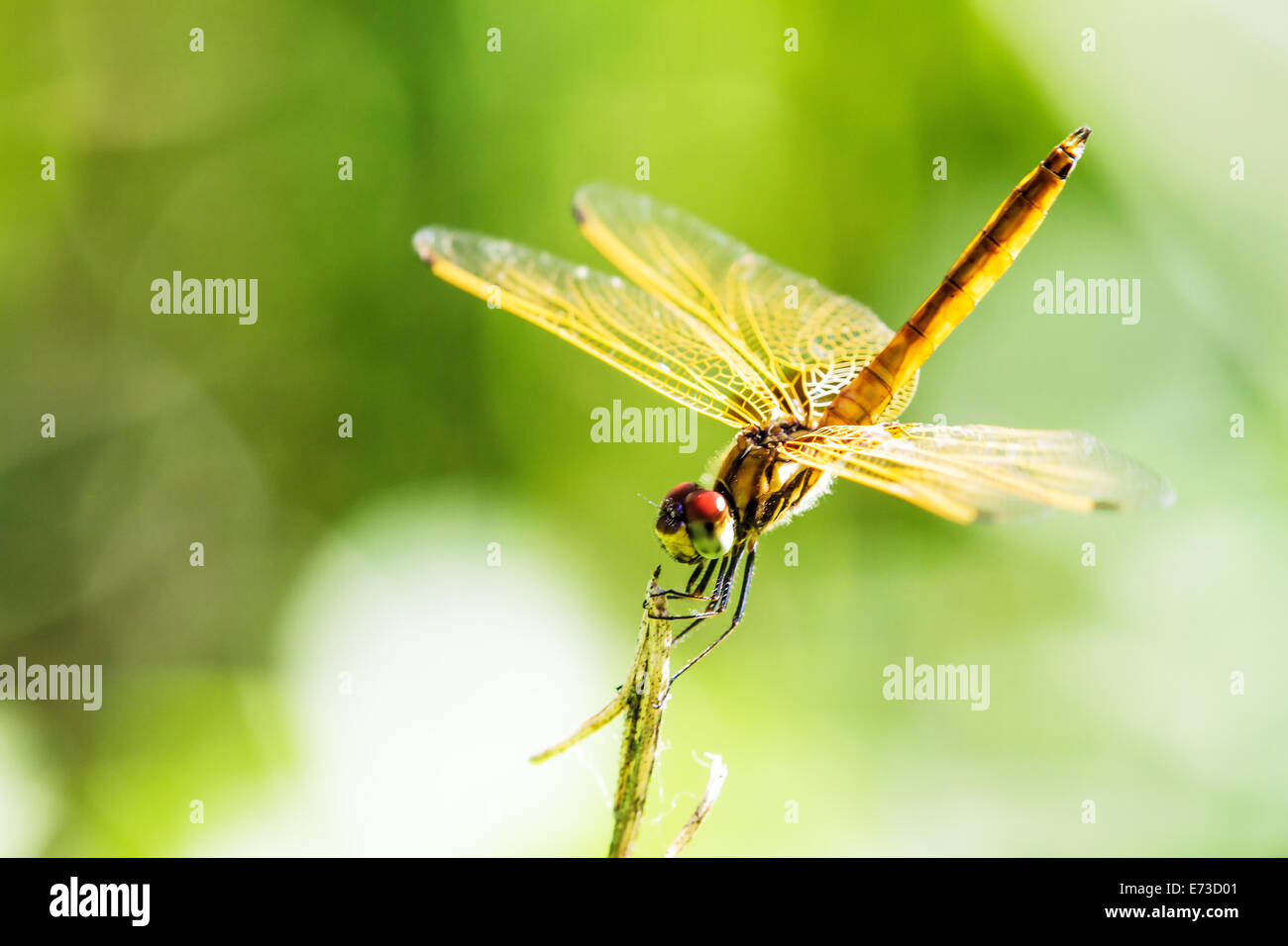 Libelle mit schönen Flügel für Adv oder anderen Zweck Verwendung Stockfoto