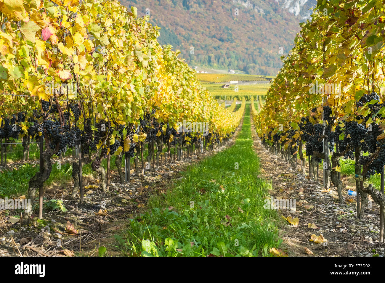 Pinot Noir Trauben am Rebstock vor der Ernte Stockfoto