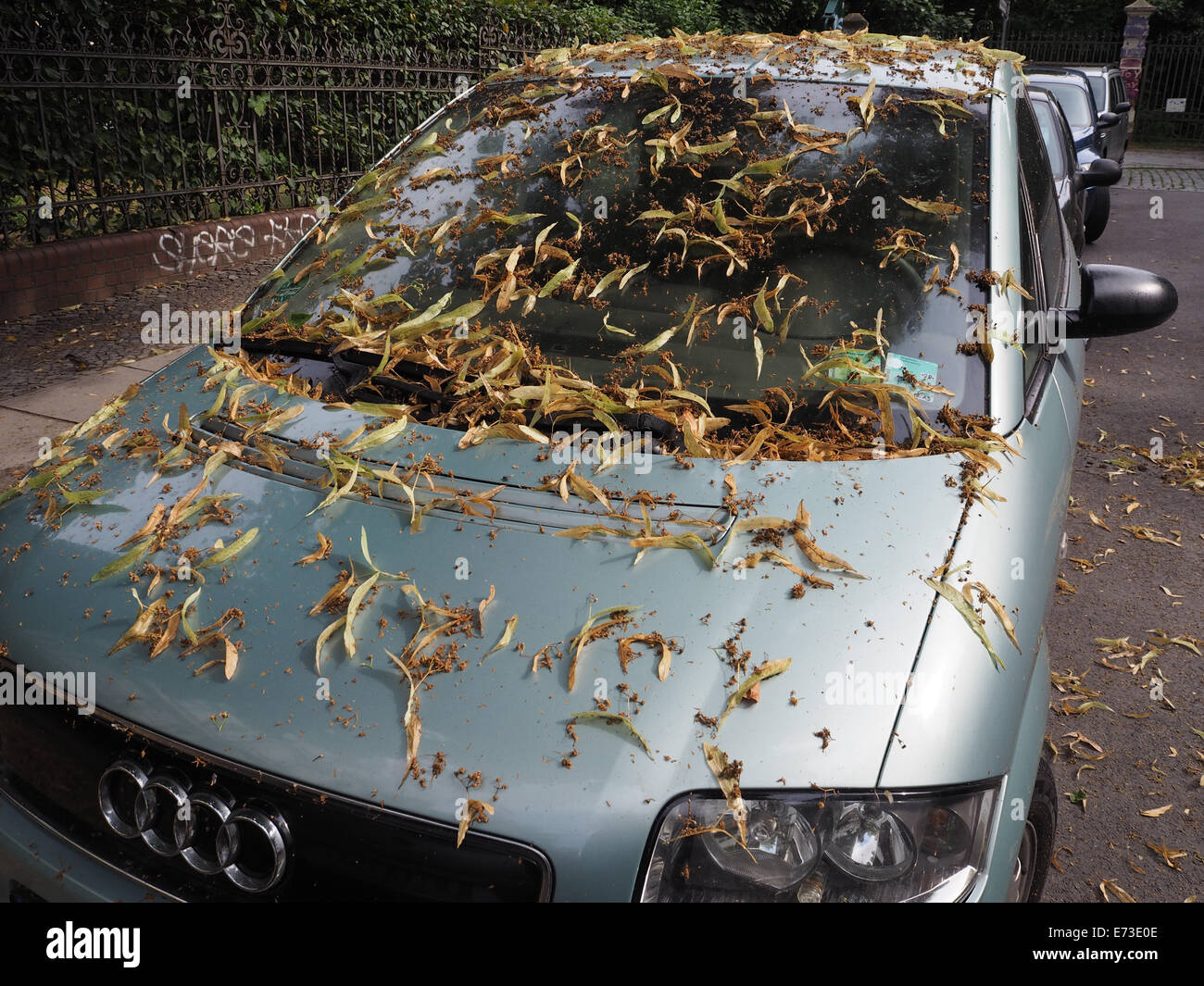 Lindenblüten Bedecken bin 26.06.2014 Berlin Einen Audi. Sonntagsglocken Parken Im Sommer Und Herbst Ungern Unter Größeren Bäumen Und Besonders Ungern Unter Linden. Sterben Lassen Nicht Nur Blüten Und Blätter Auf Die Fahrzeuge gefallen, Sondern Damit Auch Einen Klebrigen Baumsaft.  Foto: Wolfram Steinberg/dpa Stockfoto