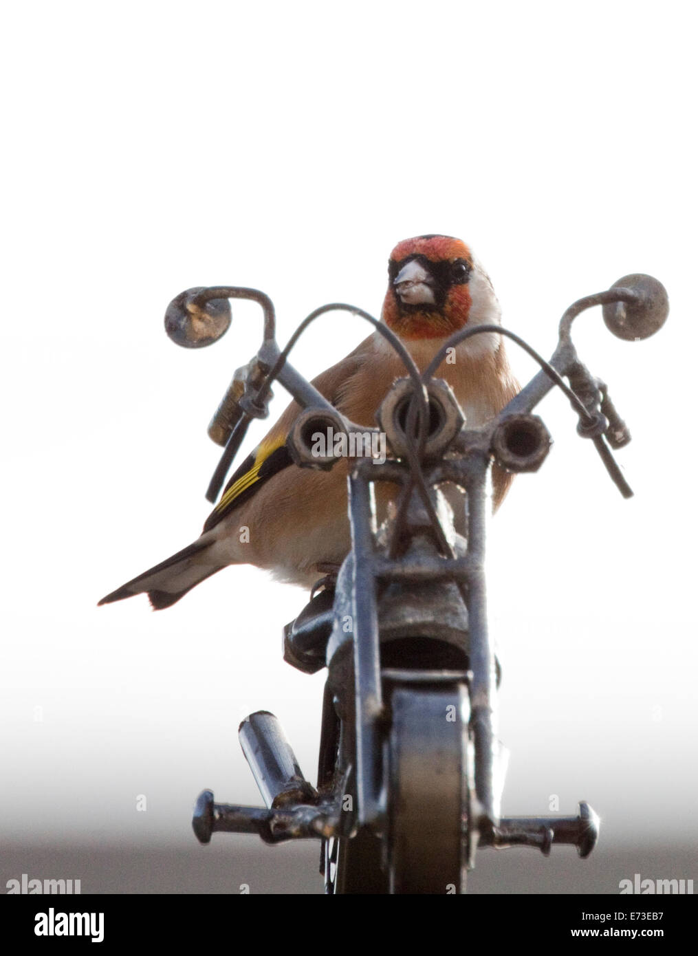 ein Vogel sitzend auf einem Modell Chopper Motorrad Stockfotografie - Alamy