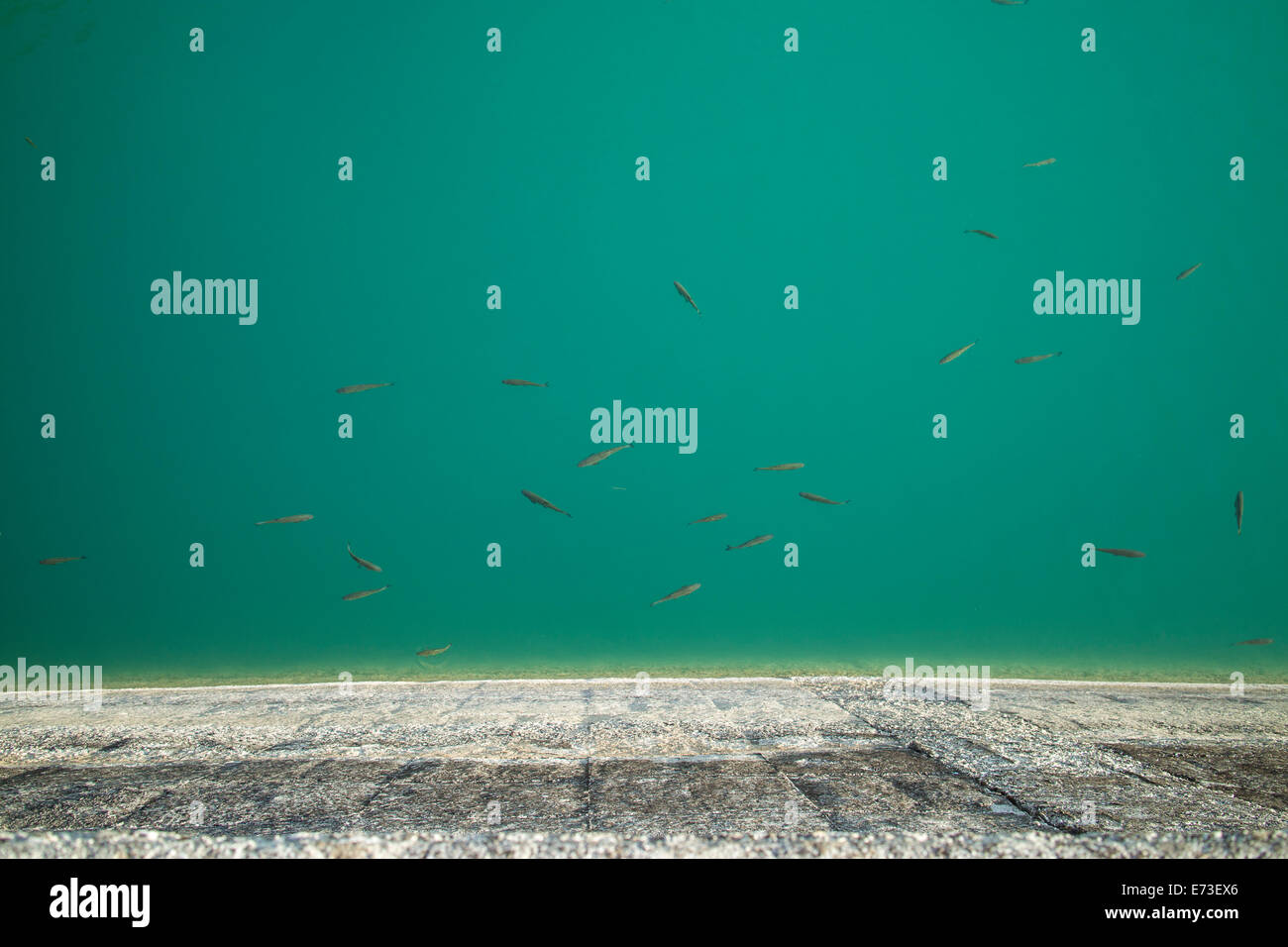Fische schwimmen im Wasser von einer Staumauer, Italien Stockfoto