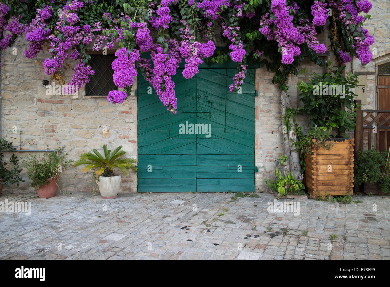 Grünen Türen mit lila überhängenden Blüten in Italien Stockfoto