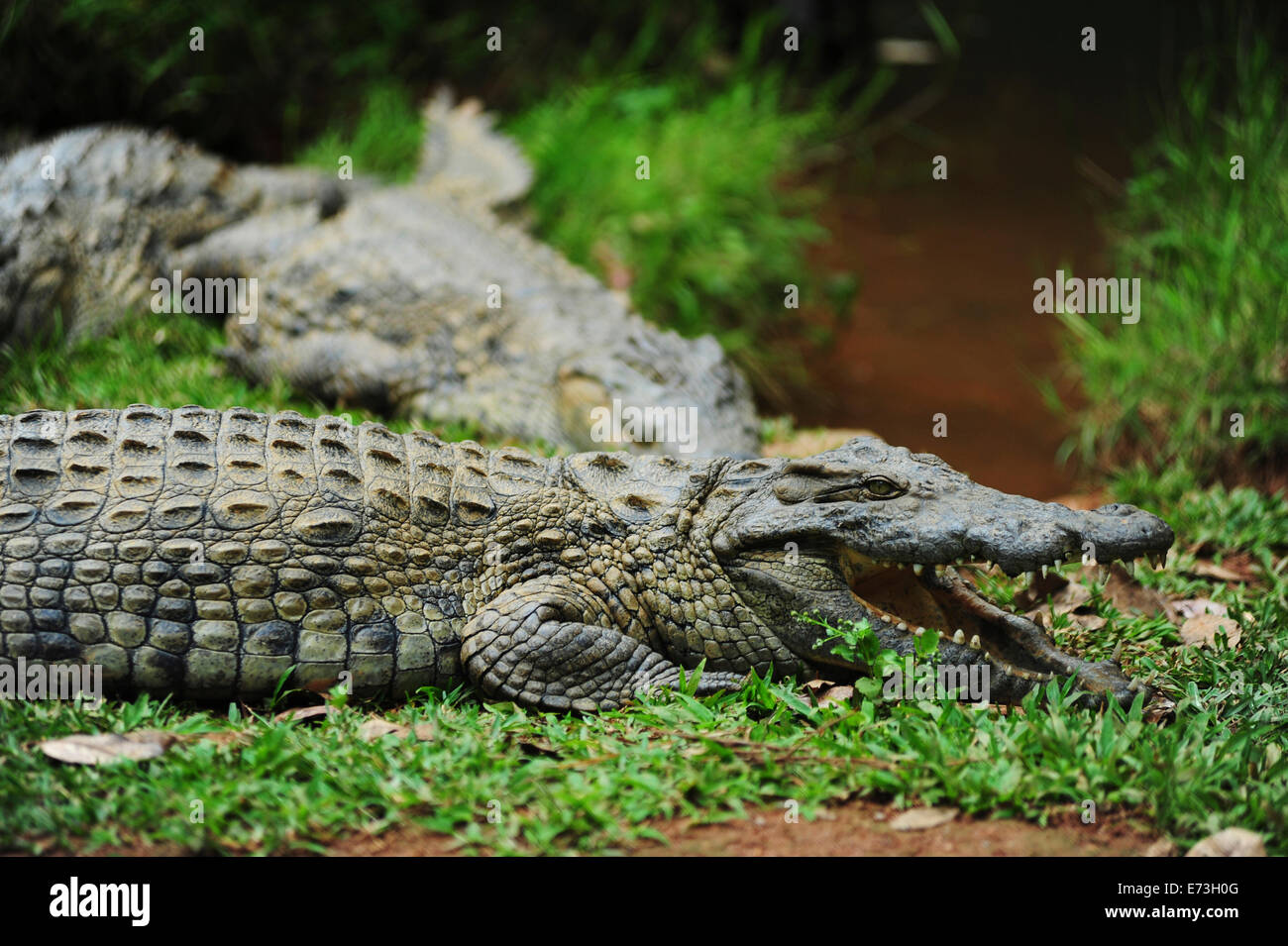 Madagaskar, Andasibe, Vakona Forest Lodge, Crocodile Farm, Krokodil mit offenem Mund. Stockfoto