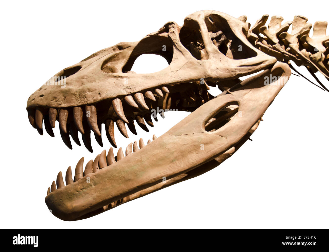 Dinosaurier-Skelett auf weißen Hintergrund isoliert Stockfoto
