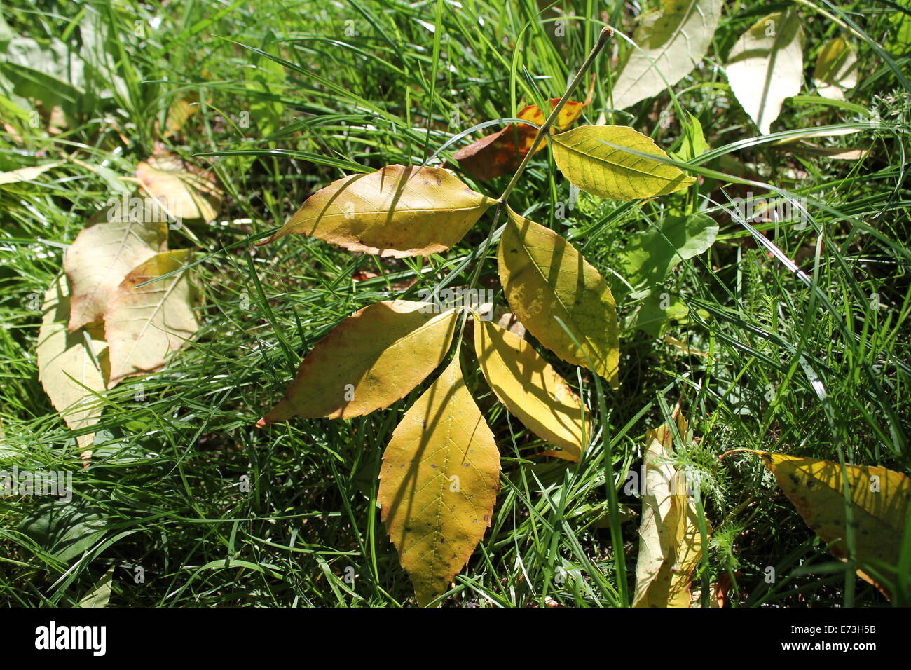erste gelbe Herbst Blatt lag auf saftig grünen Rasen Herbst kommen Stockfoto