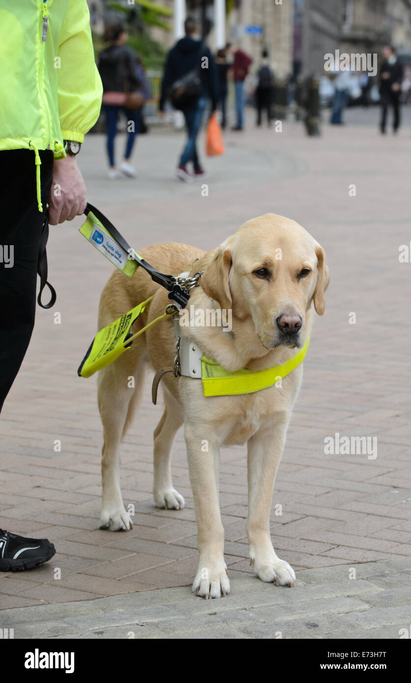 Blindenhund Hunde Hilfe Hund Blind beeinträchtigt visuell Vision sehendes Auge Hund Hallo Vis Jacke golden Labrador ausgebildeten Blindenhund trai Stockfoto