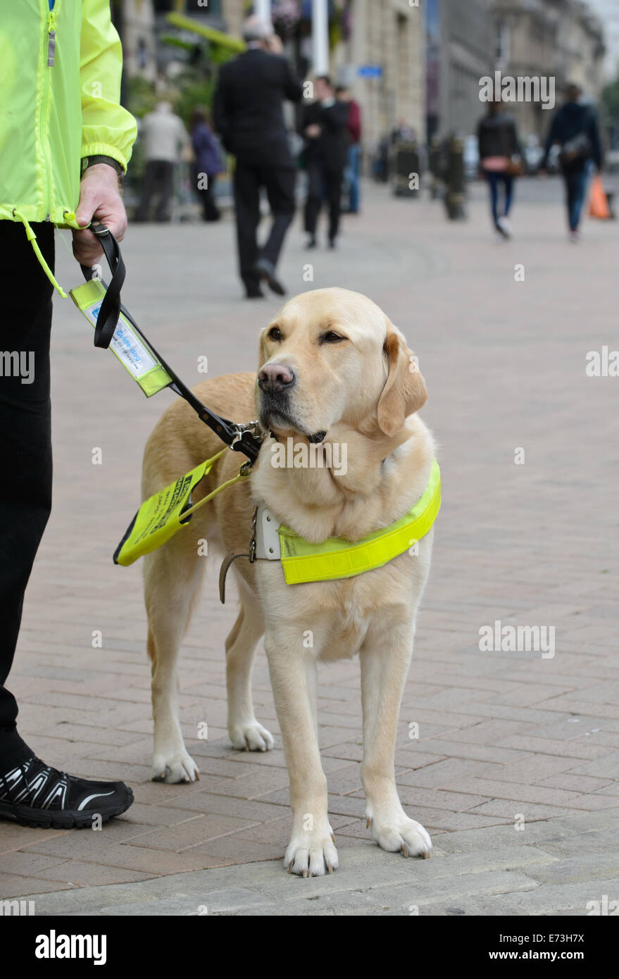 Blindenhund Hunde Hilfe Hund Blind beeinträchtigt visuell Vision sehendes Auge Hund Hallo Vis Jacke golden Labrador ausgebildeten Blindenhund trai Stockfoto