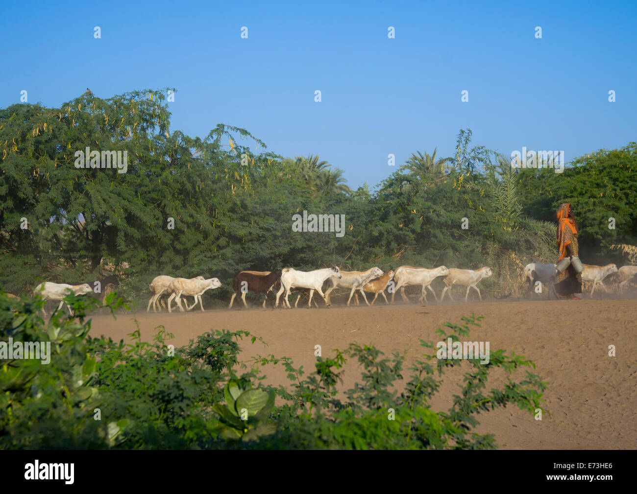 Afar Stammes Menschen mit ihren Ziegen, Afambo, Äthiopien Stockfoto