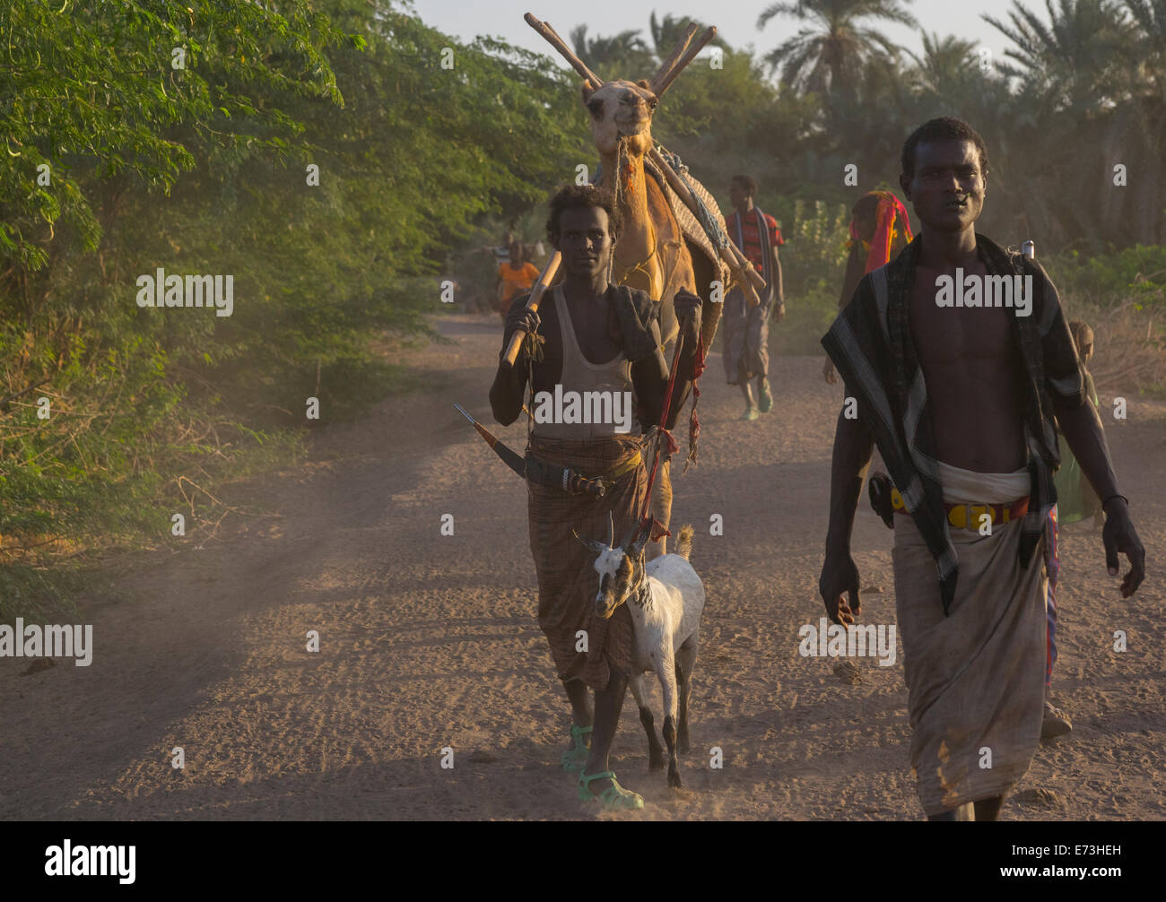 Afar Stammes Männer mit Kamelen, Afambo, Äthiopien Stockfoto