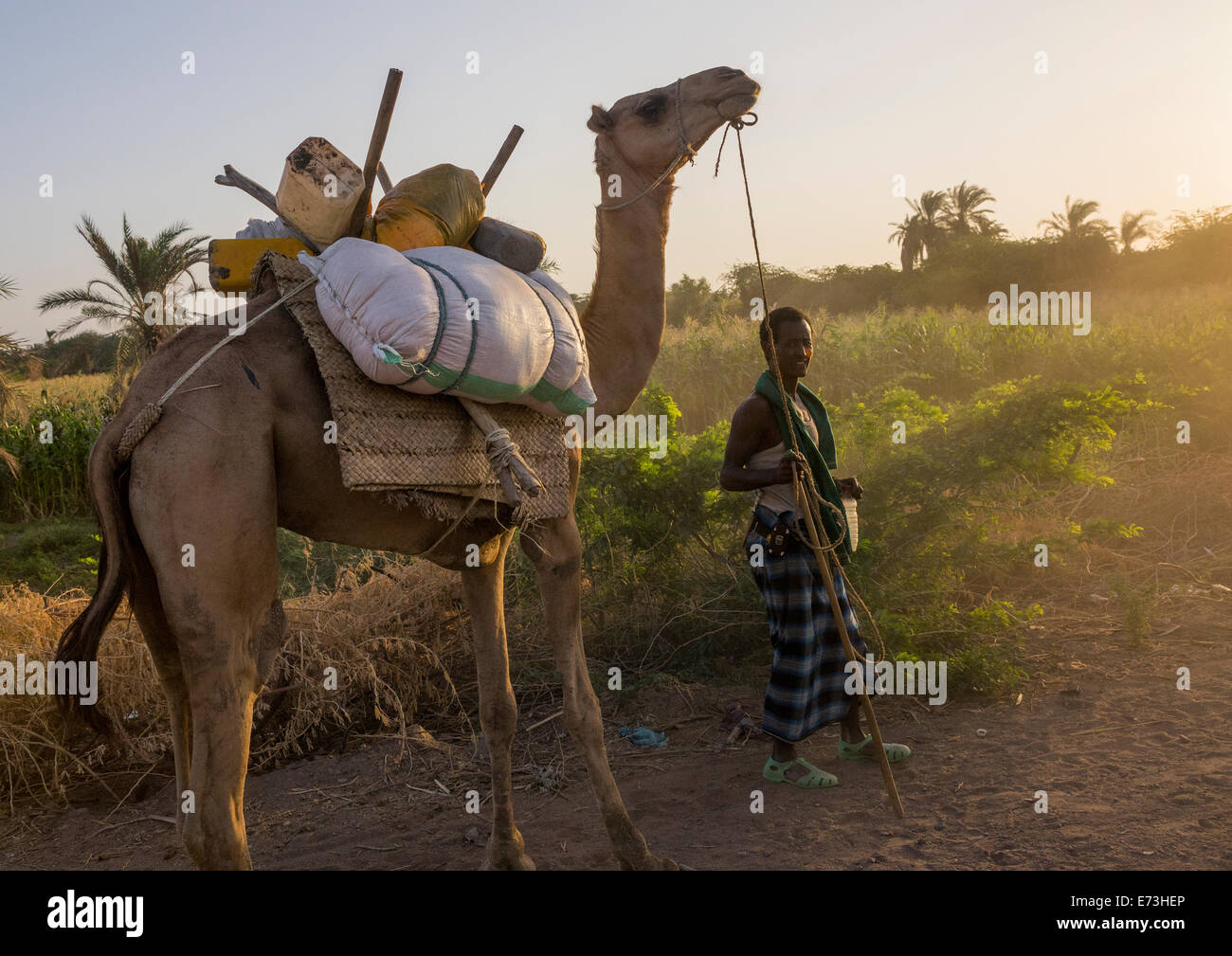 Afar Stammes Mann mit seinen Kamelen, Afambo, Äthiopien Stockfoto