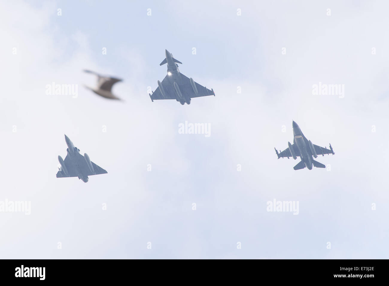Cardiff, Wales, UK. 5. September 2014. Eine Möwe fliegt über Rahmen als Mirage 2000 C (links, Frankreich), Taifun (Centre, Großbritannien) und eine f-16 (rechts, Dänemark) fliegen über Cardiff Bay als Teil der NATO-Vorbeiflug am letzten Tag des NATO-Gipfels. Bildnachweis: Polly Thomas/Alamy Live-Nachrichten Stockfoto
