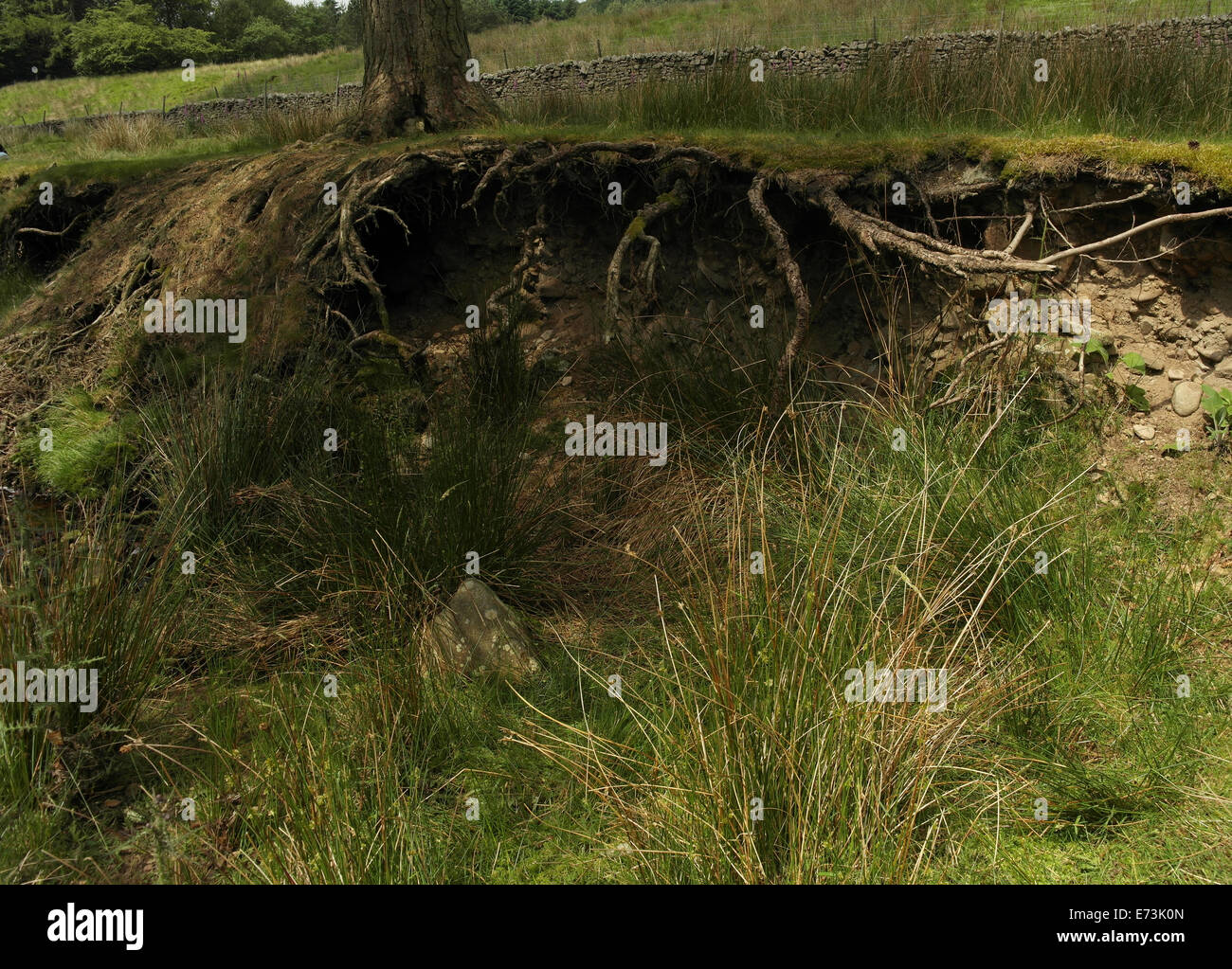 Flach-verwurzelt Kiefer, auf glazialen Kaution Flussufer, ausgehöhlt durch seitliche Erosion Marshaw Wyre, Trog von Bowland, UK Stockfoto