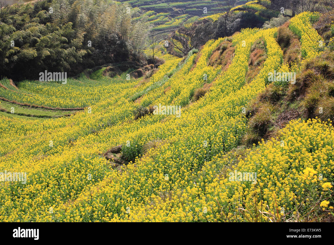 Frühlingslandschaft China Stockfoto