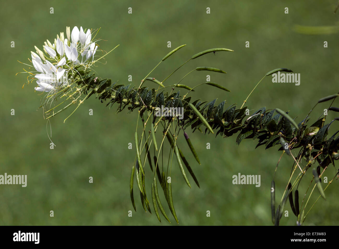 Cleome hassleriana White Spider Blume, reifende Samen auf Stamm, jährliche Pflanzenblume Stockfoto