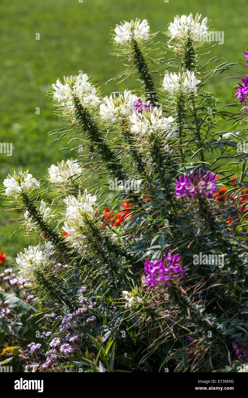 Spinnenblume, Weiße Kleome hassleriana-spinosa in Blumengarten Grenze, blühende jährliche Pflanzenblüten im Spätsommer Stockfoto
