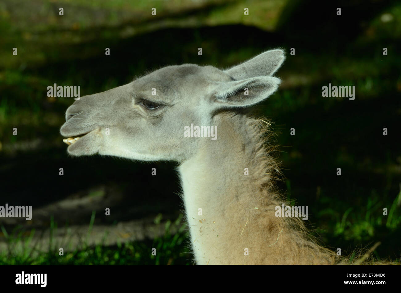 Guanako (Lama Guanicoe) ist ein Kameliden Südamerika heimisch. Stockfoto