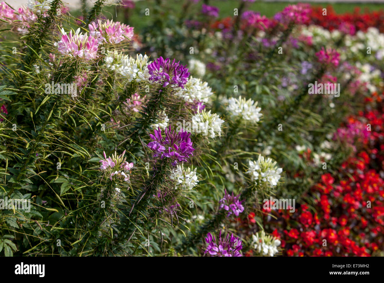 Cleome Spider Blume Bunte Blumenbeet in einem September-Garten Grenze cleome Blumen Stockfoto