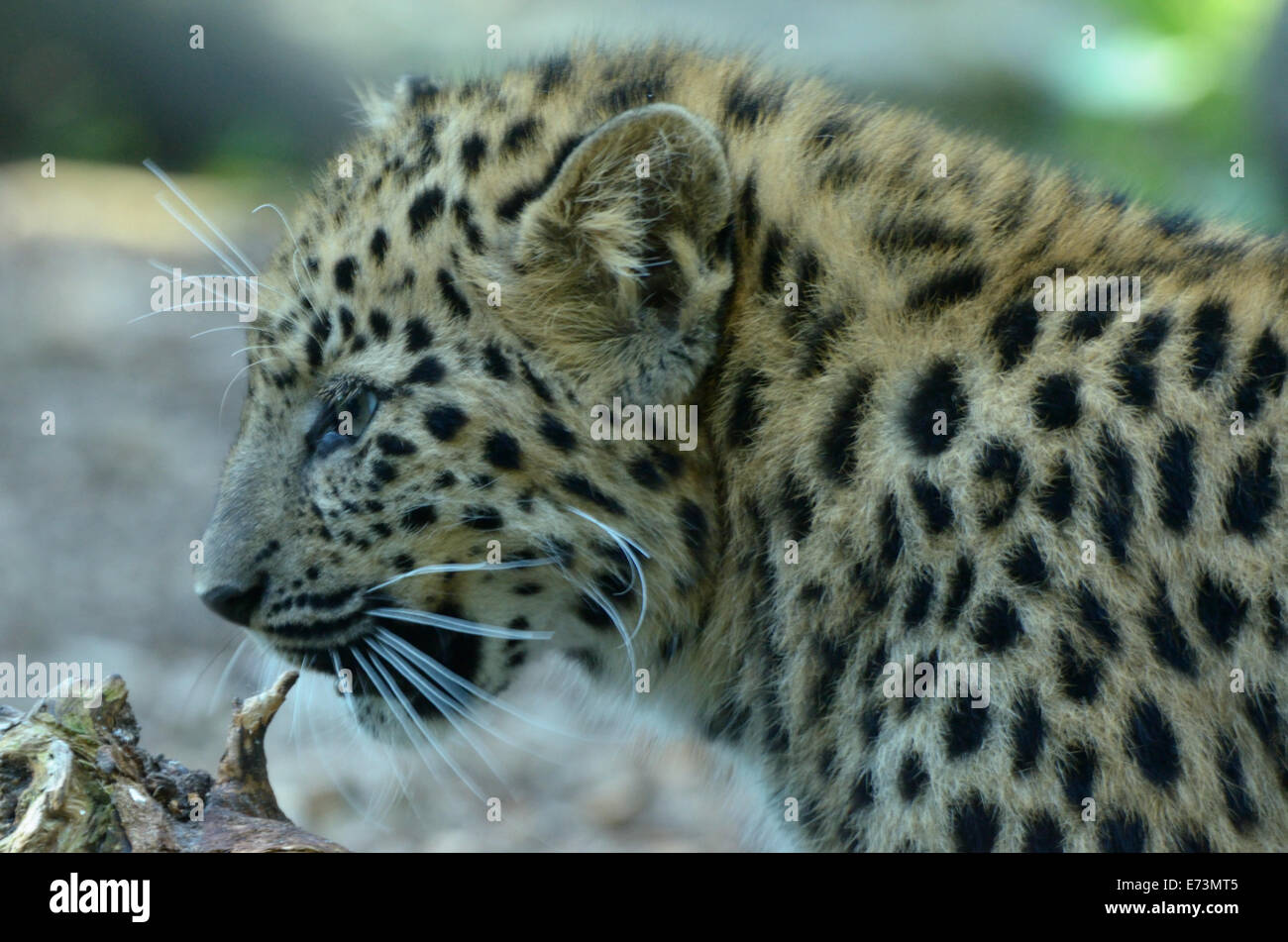 Amur-Leopard (Panthera Pardus Orientalis) ist eine Leoparden Unterart aus der Primorje-Region Südosten Russlands. Stockfoto