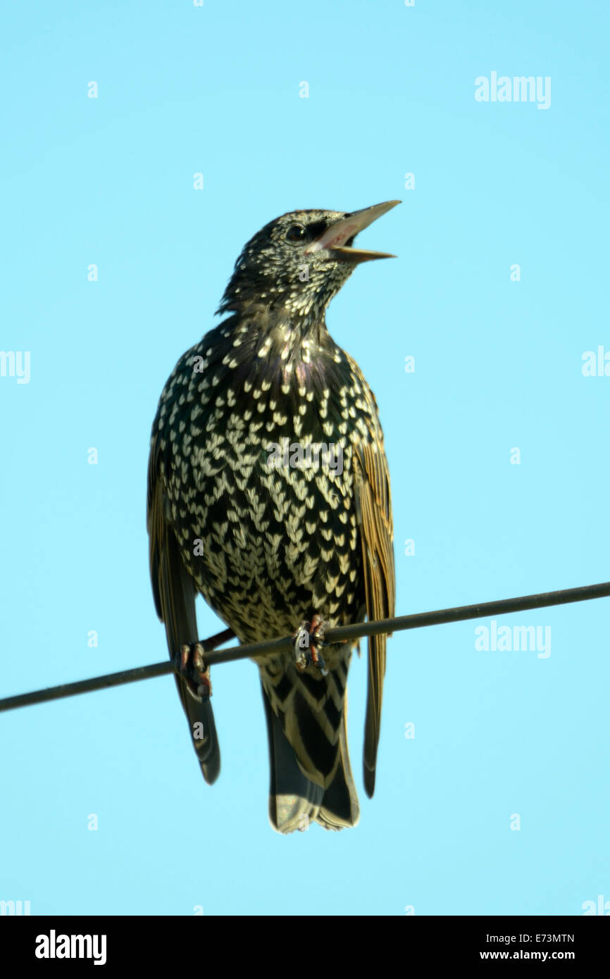 Gemeinsamen Star (Sturnus Vulgaris), auch bekannt als die Europäische Starling oder auf den britischen Inseln nur die Starling. Stockfoto