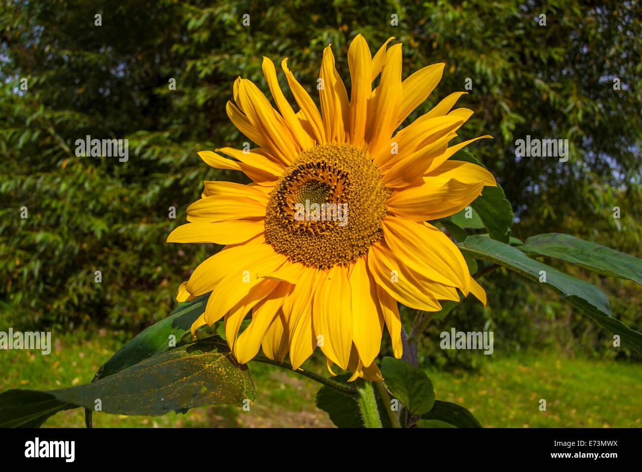 Sonnenblume Stockfoto