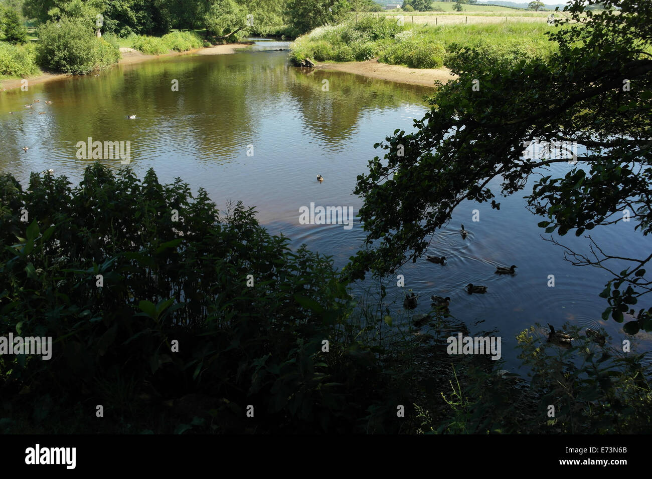 Sunny Blick stromaufwärts durch River Bank Bäume und Pflanzen, neun Enten am Fluss Wyre High Street Car Park, Garstang, Lancashire Stockfoto