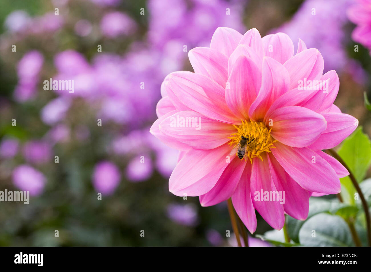 Honigbiene auf ein rosa Dahlie in eine krautige Grenze wachsen. Stockfoto