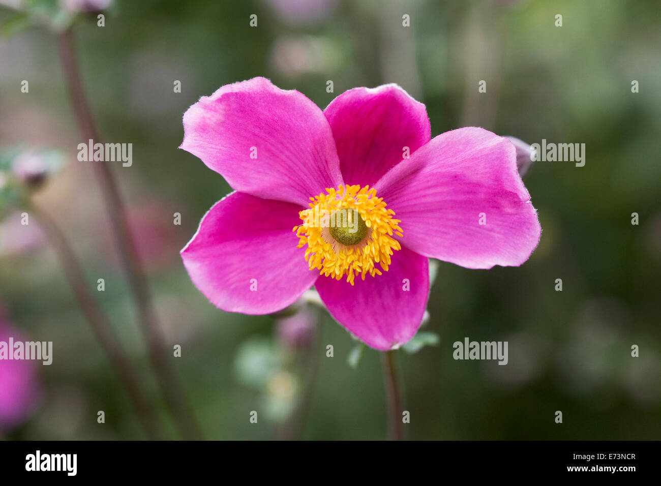 Anemone Hupehensis 'Hadspen Fülle' Blume. Stockfoto