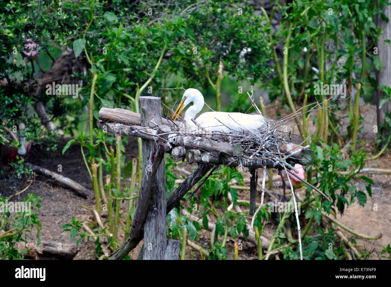 Nisten Reiher am Smith Eichen Vogelschutzgebiet Rookery auf High Island in der Nähe von Galveston, Texas, USA Stockfoto