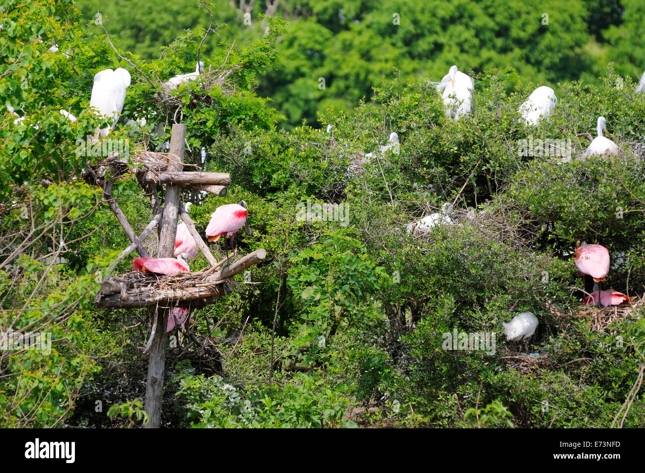 Löffler nisten an Smith Eichen Vogelschutzgebiet Rookery auf High Island in der Nähe von Galveston, Texas, USA Stockfoto