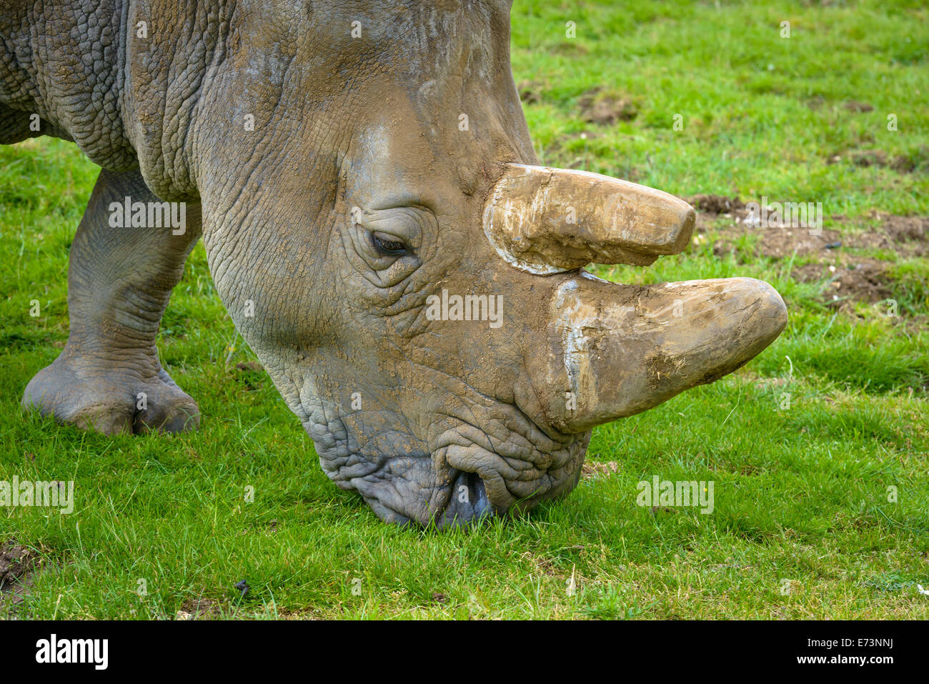 Nahaufnahme eines Nashorns Essen Rasen in einem grünen Feld Stockfoto