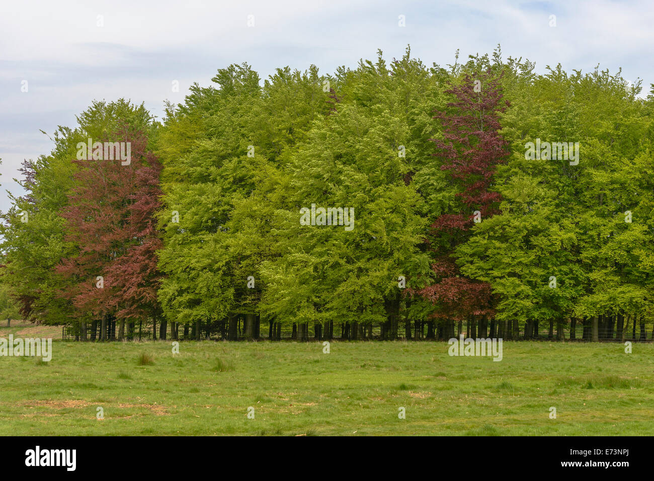 Bunte Bäume im Richmond Park, London, England Stockfoto