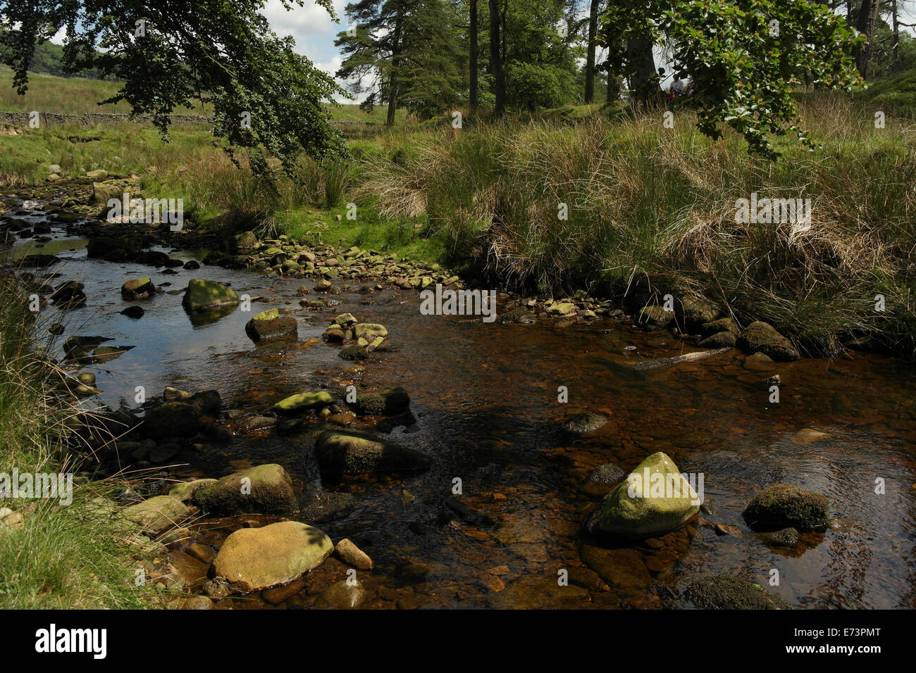 Sonnige Aussicht am Fluss Bäume und Äste überhängend felsigen Kanal Marshaw Wyre River, Tower Lodge, Trog von Bowland, Lancashire Stockfoto