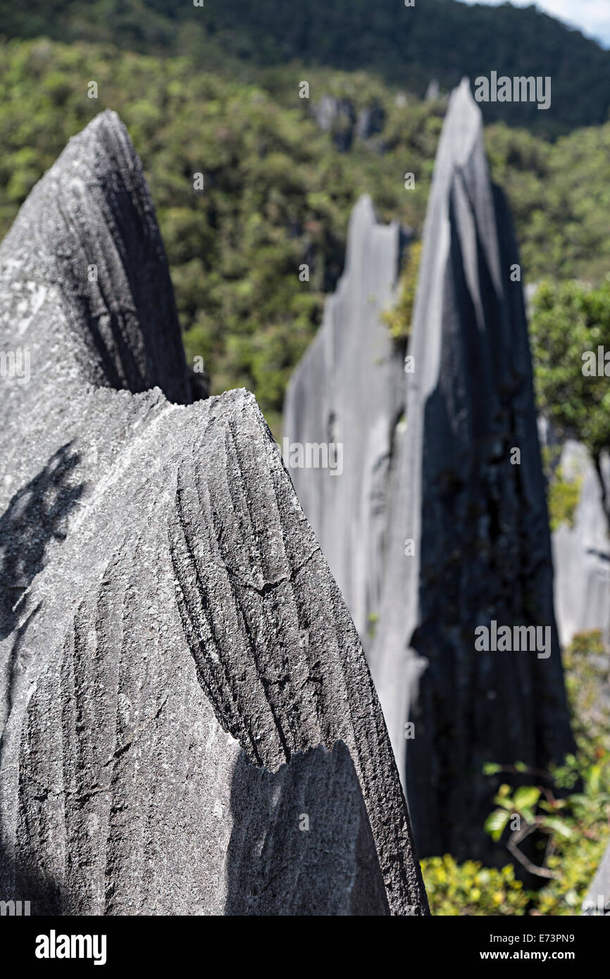 Scharfen Felsen in Nahaufnahme von den Zinnen, Karstlandschaft, Gunung Mulu Nationalpark in Sarawak, Malaysia Stockfoto
