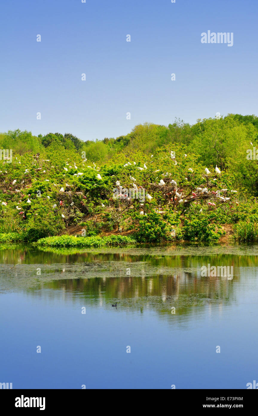 Smith Eichen Vogelschutzgebiet Rookery auf High Island in der Nähe von Galveston, Texas, USA Stockfoto