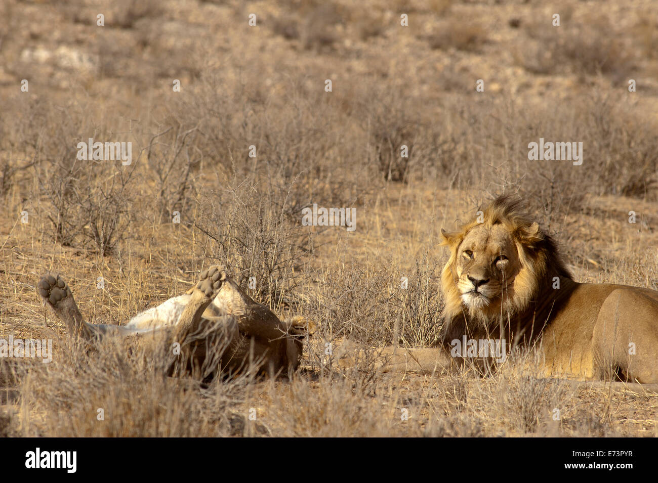 Löwen (Panthera leo) auf den offenen Ebenen, Kgalagadi Transfontier Park, Südafrika Stockfoto