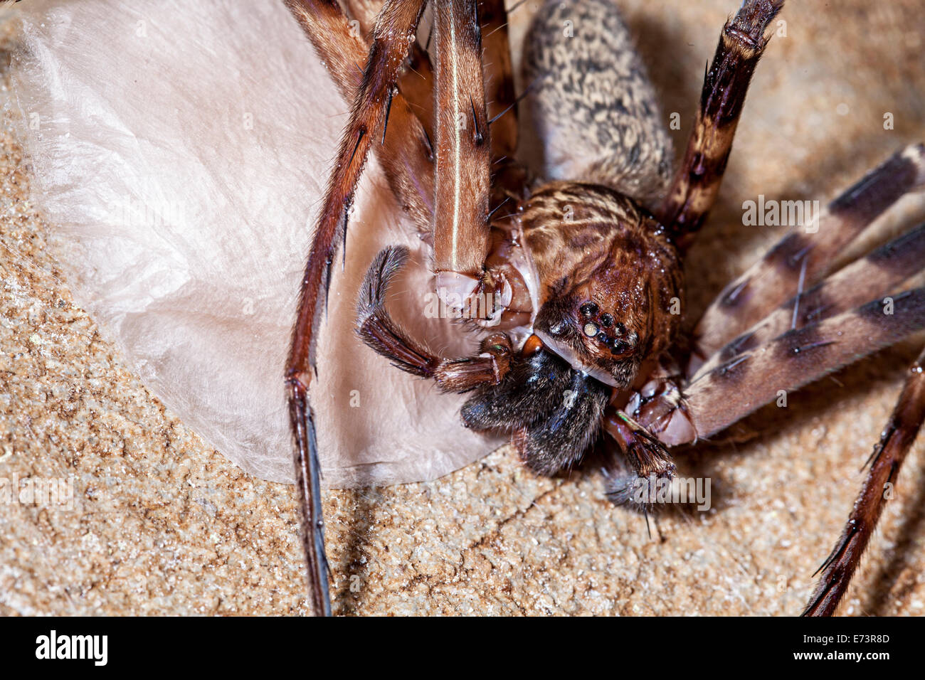 Huntsman Spinne bewacht Ei Sack, Clearwater Cave, Mulu, Malaysia Stockfoto