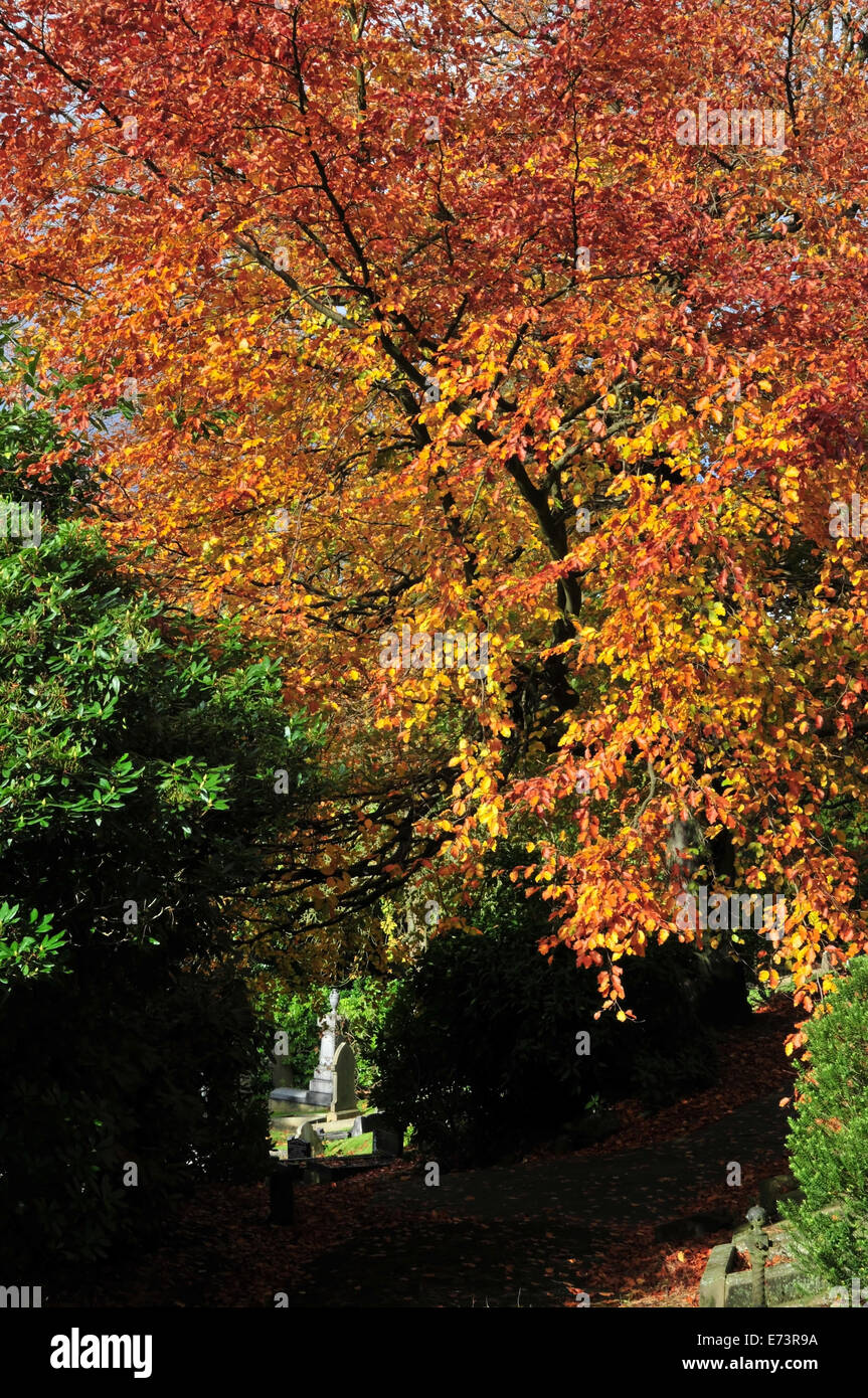 Sonnigen Porträt goldenen Herbst Farben Buche über Friedhof Weg am Luddenden, in der Nähe von Halifax, West Yorkshire, Großbritannien Stockfoto