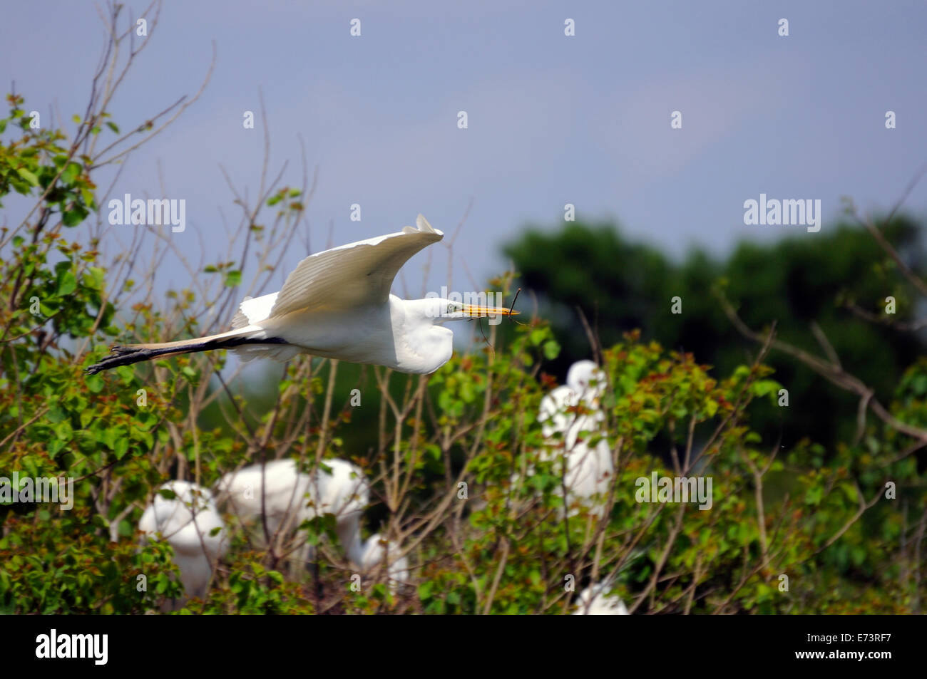 Silberreiher am Smith Eichen Vogelschutzgebiet auf High Island in der Nähe von Galveston, Texas, USA fliegen Stockfoto