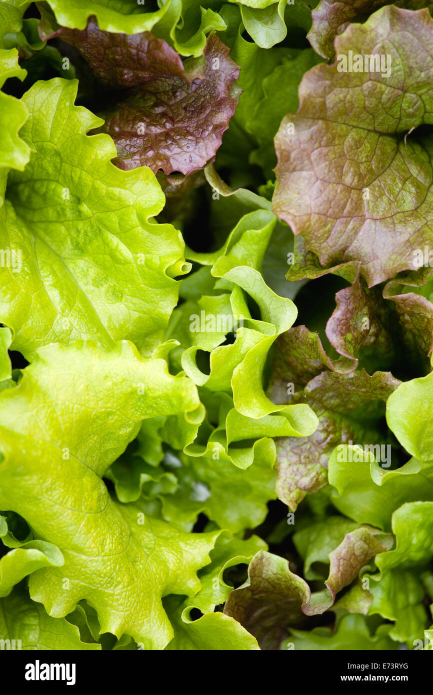 Salat Lactuca Sativa Gemischte Sorten Von Das Grune Blatt Salat Gemuse In Nahaufnahme Stockfotografie Alamy