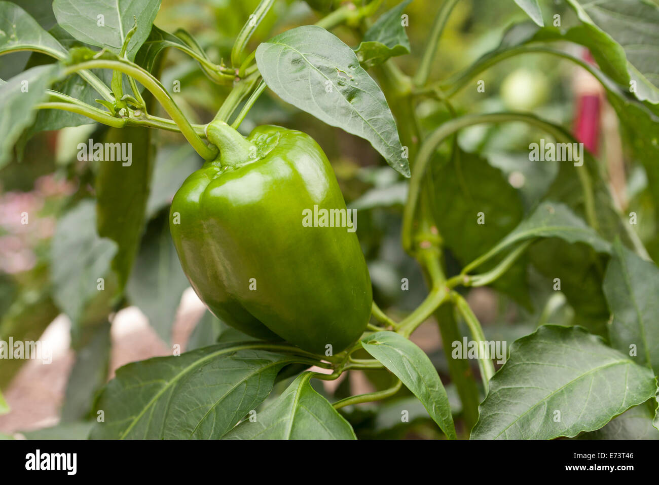 Grüne Paprika Pflanze (Capsicum Annuum) - USA Stockfoto