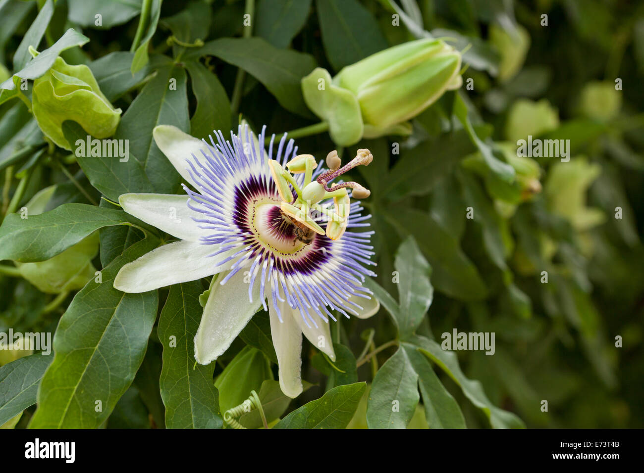 Passionsblume in voller Blüte (Passiflora) - USA Stockfoto