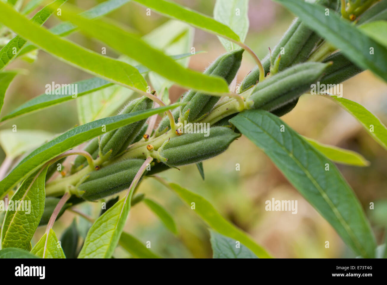 Sesam pflanze Fotos und Bildmaterial in hoher Auflösung Alamy