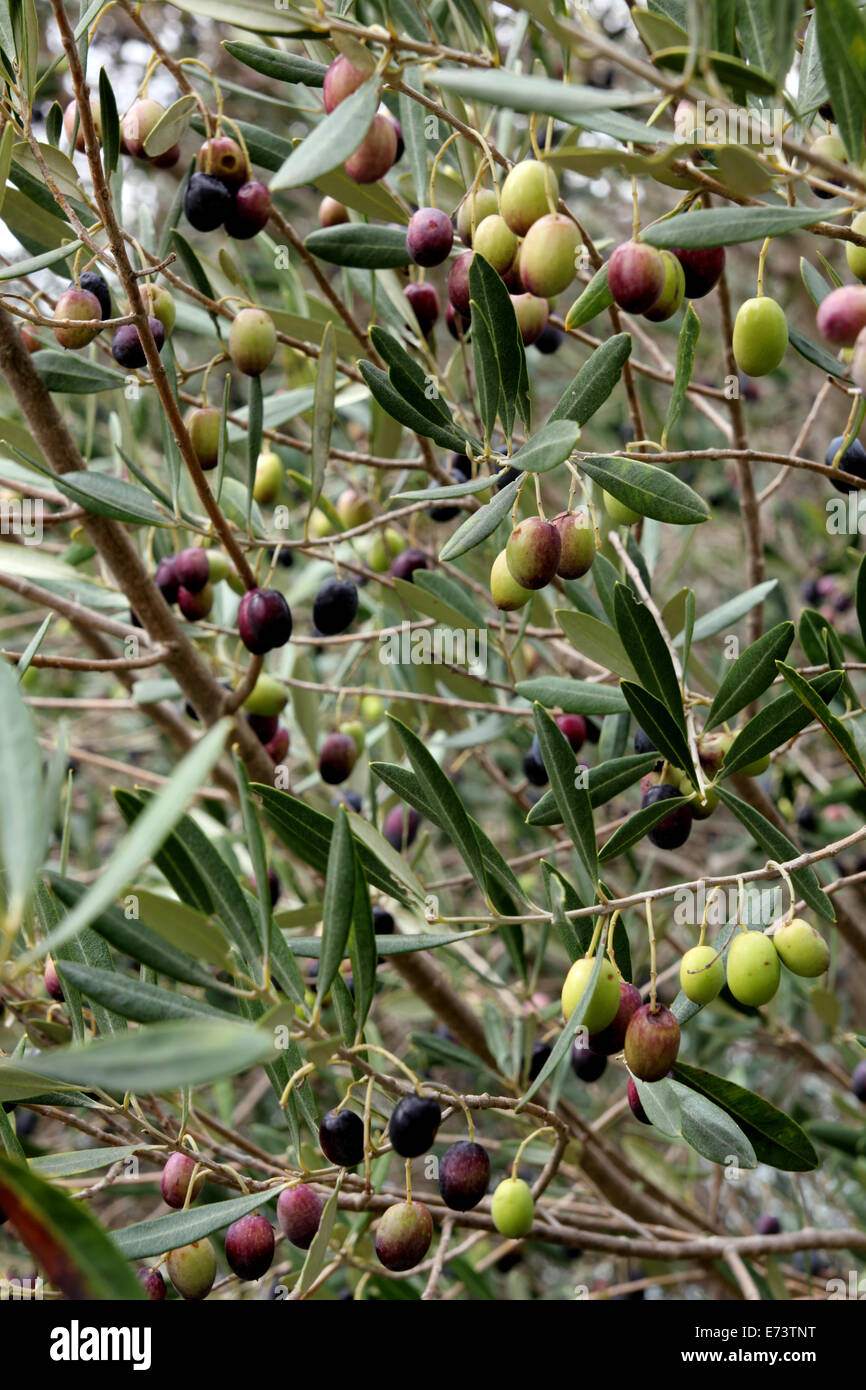 Oliven Reifen am Baum im Barossa Valley in Australien Stockfoto