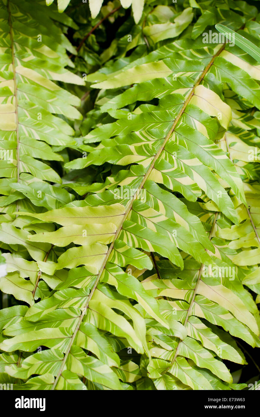 Bunte Boston Farn Bltter (Nephrolepis Exaltata Variegata) - USA  Stockfotografie - Alamy