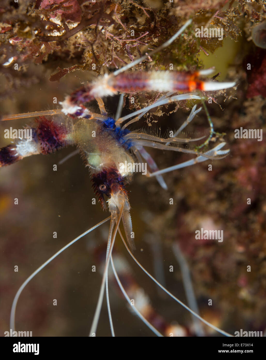 Banded Coral Garnelen auf einer Koralle Stockfoto