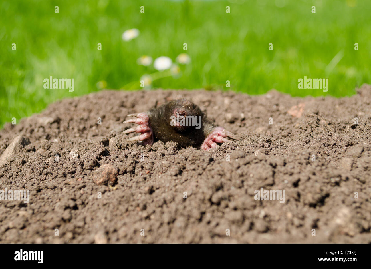 Maulwurf Schnauze und Krallen ragte aus der feinen Maulwurfshügel Stockfoto