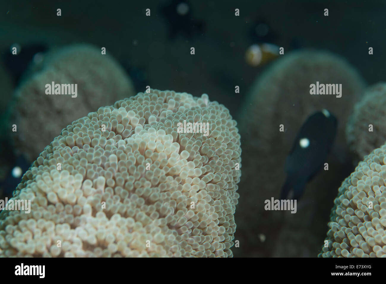 Abstraktes Bild (Ausschnitt) von einer anemone Stockfoto