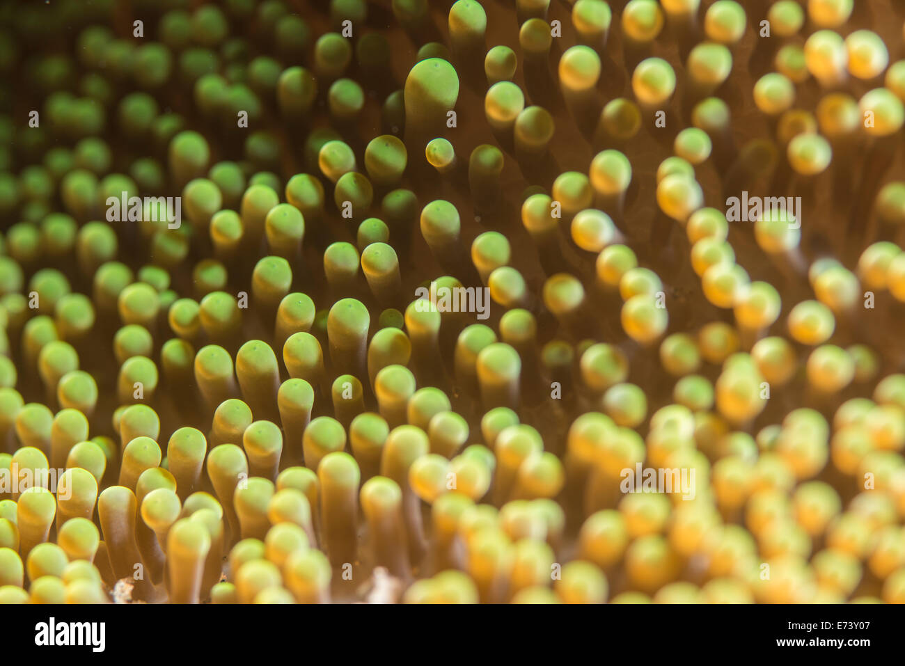 Abstraktes Bild von einer anemone Stockfoto