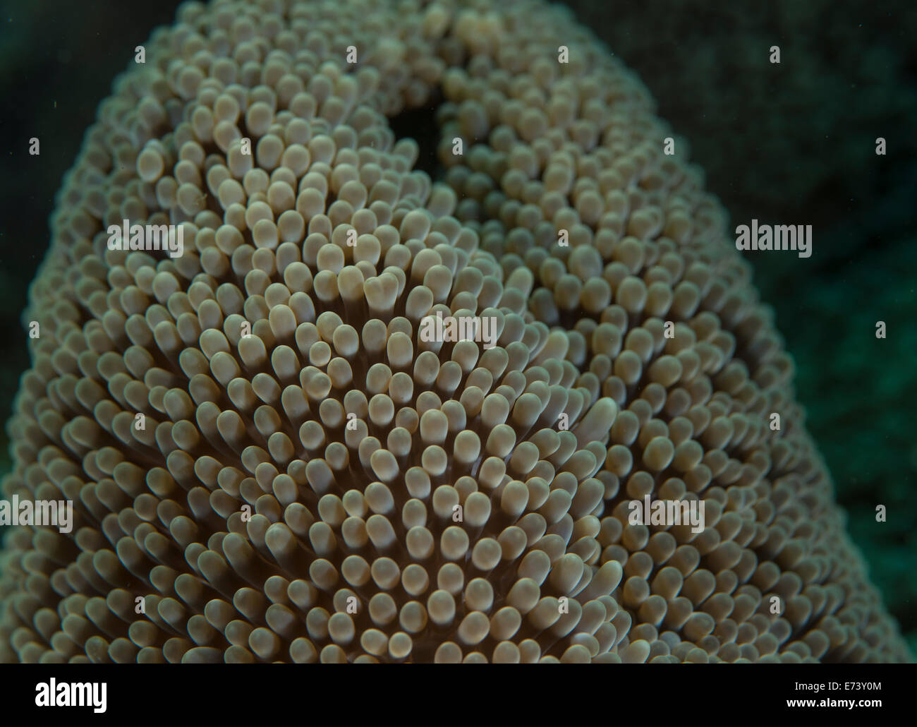 Abstraktes Bild (Ausschnitt) von einer anemone Stockfoto